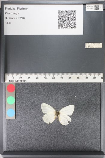 Media type: image;   Entomology 127463
